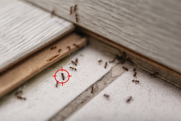 Professional Pest Control in Camino Tassajara, CA