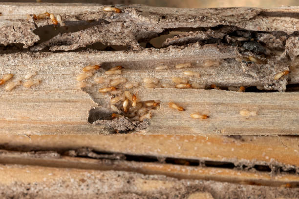 Best Flea Control Services  in Mino Tassajara, CA