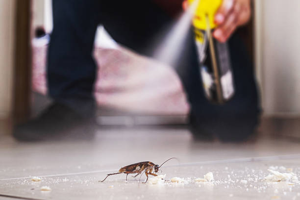 Wasp Removal Services in Camino Tassajara, CA