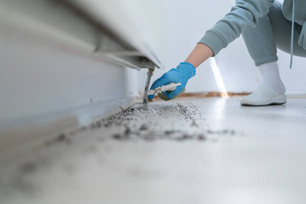 Best Ant Control Services  in Mino Tassajara, CA